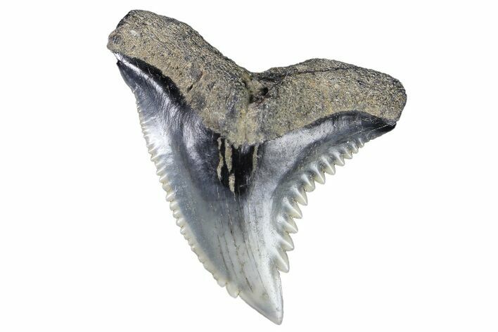 Serrated, Fossil Shark (Hemipristis) Tooth #178592